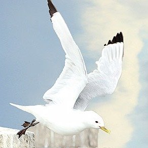 An 'Independent Voice' helping to protect and raise awareness for Kittiwakes including  ‘The furthest inland breeding colonies in the World'