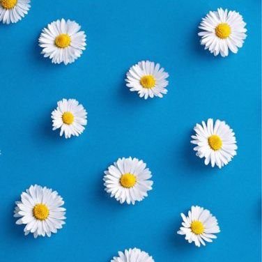 ShitMargarita's profile picture. simplemente me gusta el amarillo y el  blanco y la mejor  combinación de esos colores es la margarita 🖕