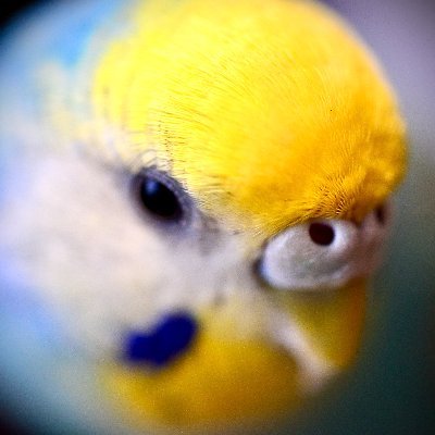 紗弥加ハレンチーノ ロッソさんのプロフィール画像