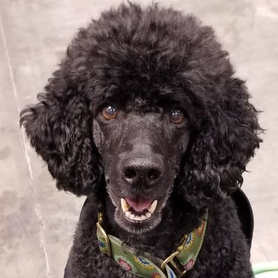 Library Technician HWCDSB
Passionate About Using Picture Books to Inspire Learning
Standard Poodle Owner, Dog Sport Enthusiast, Gardener, Cook & Rudy's Mom🐩😍