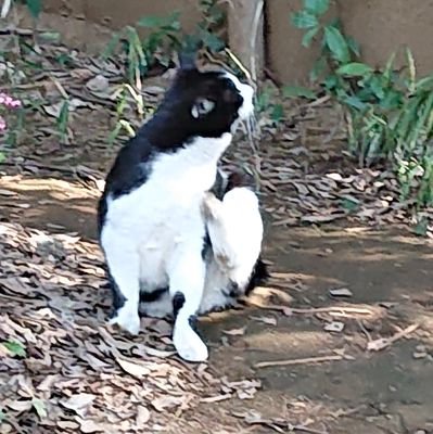にゅいさんのプロフィール画像