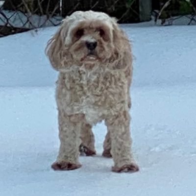 cboberick's profile picture. 