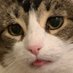 jazzy babycat 🧡 joey (@jazzybabycat) Twitter profile photo jazzy babycat 🧡 joey (@jazzybabycat) Twitter profile photo