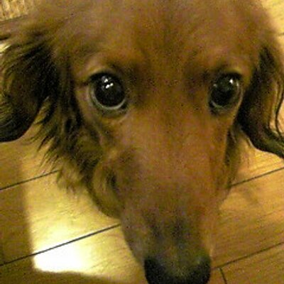 Hide Sz Pa Twitter マグマッグがマグカルゴに進化した Pokemongo マグマッグ マグカルゴ