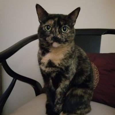 grammy2abug's profile picture. ☕coffee lover☕ social anxiety introvert.
I don't say much but I'm a good listener. 
🌊🌊🌊🌊 #resist