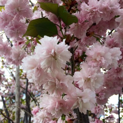 sakura40932067's profile picture. ただただ…今の幸せを感じて生きられる…この瞬間を生きる人になりたい。真実を知っていく、自分で考える、自分の魂と繋がる…いかに大切か。地球を宇宙を愛してます。