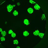 Hashiguchi Lab (@hashiguchilab) Twitter profile photo