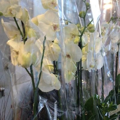 SanaaSanaa81's profile picture. 