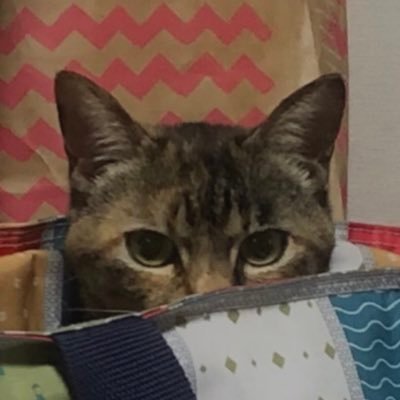 neko_R_22's profile picture. 20↑ 🌈🕒🐹🍹Nornis推し!マイクラ界隈も見てます /FRBはご自由に🙇🏻‍♀️ 日常ツイ等うるさい垢→@rr_0to