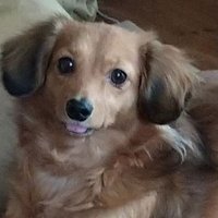 レモン (@403d42056e434d1) 's Twitter Profile