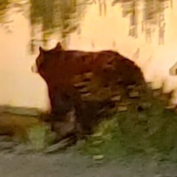 Official Twitter of the world-famous Eagle Rock Bear. Night owl. Bon vivant. Dumpster diver. Lover of Irish music, Italian wine, and domestic nuts/berries.