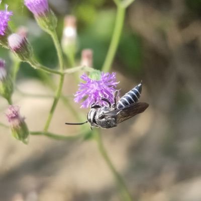 Indian bees.