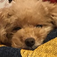 しじみ (@n_n08m_m) 's Twitter Profile