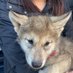 ナオちゃん@クンくん🐺 (@nao_kun_wolfdog) Twitter profile photo ナオちゃん@クンくん🐺 (@nao_kun_wolfdog) Twitter profile photo
