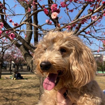 str_sr09's profile picture. 2024年9月1日社会保険労務士登録（港支部所属）| 令和5年度（第55回）社労士試験合格 | フォーサイト生| FP2級 | 就業規則＆規程勉強中| 実務経験無| 👧2人| KiteRa所属