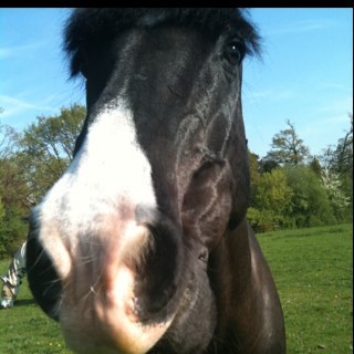 Terribiddle's profile picture. 