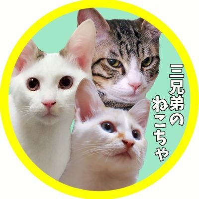 2020年9月1日うまれ☆☆里親募集サイトにて3匹の兄弟ねこをお迎えしました
🌟🐾もなか🐈こげまる🐈さわら🐈🐾🌟無言フォロー歓迎☆☆よろしくお願いします⸜☺︎⸝
#猫のいる生活
#猫好きさんと繋がりたい
#保護猫
