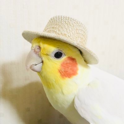 ことり店長さんのプロフィール画像