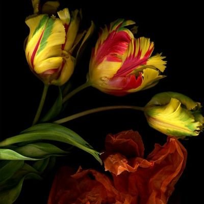 PIONEER219's profile picture. 🌹⚘🌷😁