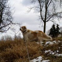 Günter Kleemann (@gunter_kleemann) 's Twitter Profile