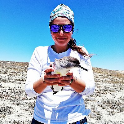 PhD student - Universidad Autónoma de Baja California Sur - México | Behavioural Ecology of the Black-vented Shearwater