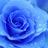 Blue Rose