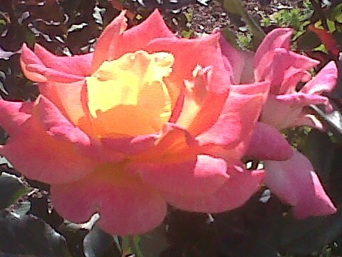 KateKraft1's profile picture. IG@cdk005