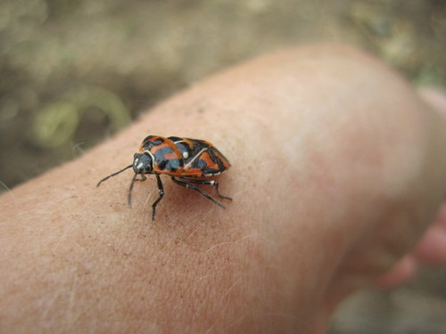 I am an entomologist with Texas AgriLife Extension Service in Bexar County. Want to know what a bug is, if its bad, or how to get rid of it?  Just ask!