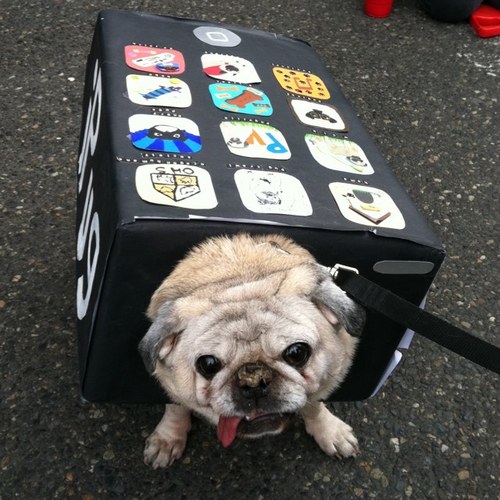 MindyMarie72's profile picture. Happily Married Vegetarian Pug Owner