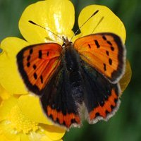 I like all wildlife, I'm butterfly recorder for VC95, Moray & Scottish co-ordinator for Garden Moth Scheme.  Find me on Mastodon @wildlife_audrey@mastodon.scot