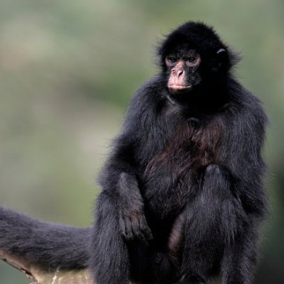 Yo my name on the street is black spider monkey, but my birth name is Ateles paniscus. I am 32 inches long (including my tail.) 
#stophabitatdestruction