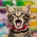 Kitten Academy (@kitten_academy) Twitter profile photo