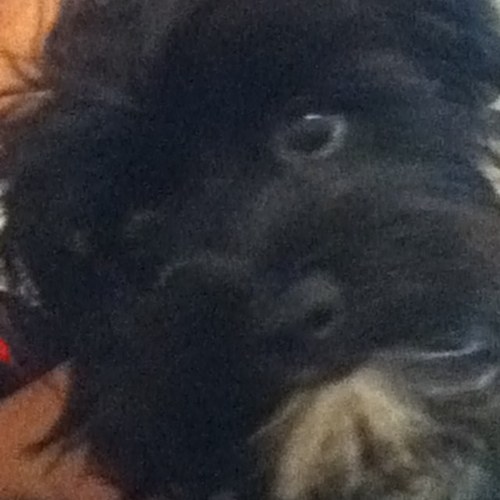 RoseCaVi's profile picture. 