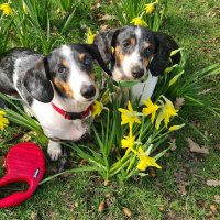 dachshund Lovers(@DachshundMomEva) 's Twitter Profile Photo