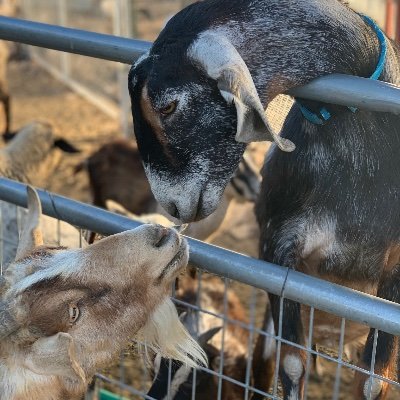 A barnyard sanctuary. Where rescued animals live with compassion and are ambassadors for their species, encouraging our heart to connect, grow and change.