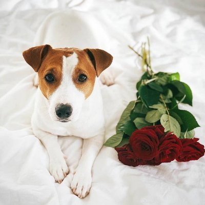❤️You love JackRussellTerrier?
🐶We share best photos & videos daily🐶
🐩Follow us and join the club🐩
🐕❤ HIT THAT FOLLOW BUTTON ❤🐕