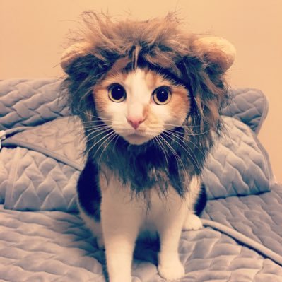 justinli_bj's profile picture. ML @Discord. prev. ML @Twitter and @Microsoft. From Beijing to Seattle.