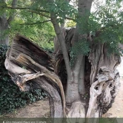 BonnieWarrenNe2's profile picture. this is an account where I plan to keep my organization and non-Friend accounts