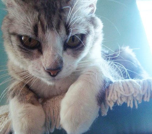 Eu sou a irma da @_Golfinha e sou muito gata e descolada como ela! lambidas =^.^=