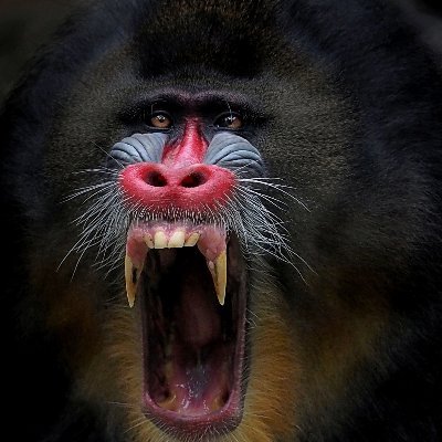 Just a mandrill with the spirit and spite of a baboon.