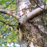 August Blaudzun (@augustblaudzun) 's Twitter Profile Photo