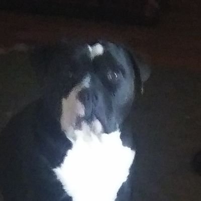 MaysonRoblox's profile picture. 2 puppies 1 kid infinite fun