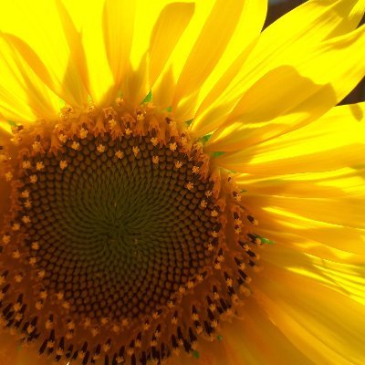 NatachaVergne's profile picture. French. Almost Australian.  Parent. Work full time.  Amateur photographer. #ActuallyAutistic  
All photography mine