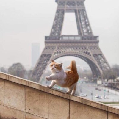 ponner35585's profile picture. 