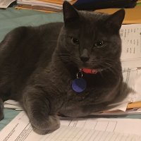 dgwohl (@dgwohl) 's Twitter Profile