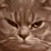 Keks (@ploppi7) Twitter profile photo Keks (@ploppi7) Twitter profile photo