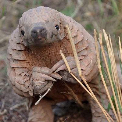 Alan13031's profile picture. 🏴󠁧󠁢󠁳󠁣󠁴󠁿