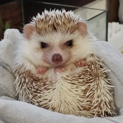 やーこさんのプロフィール画像
