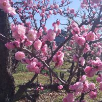 キートンごぼう (@7902istoasis) 's Twitter Profile Photo