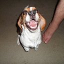 Cheryl Doty - @MomsDogTreats - Twitter